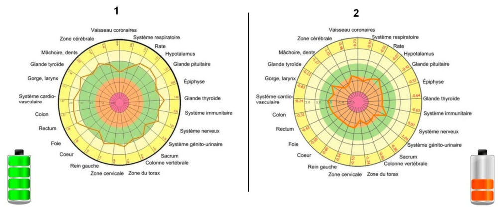 Réserve énergie organes