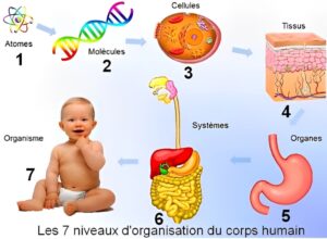 Les 7 niveaux d'organisation du corps humain